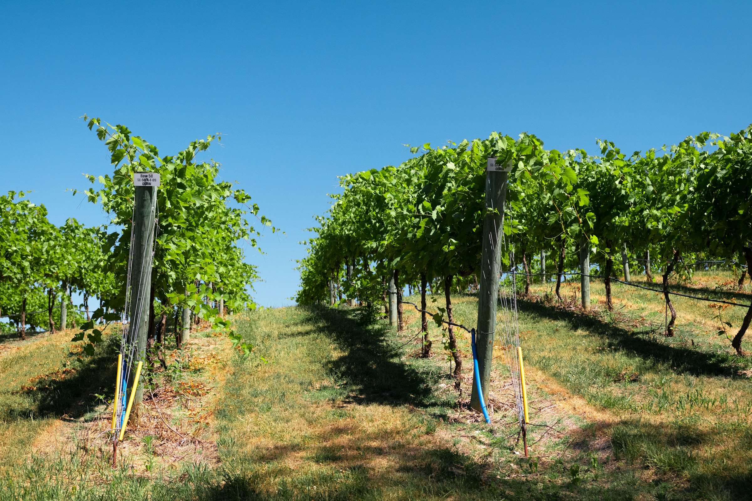 Rows tracked individually across a producing estate