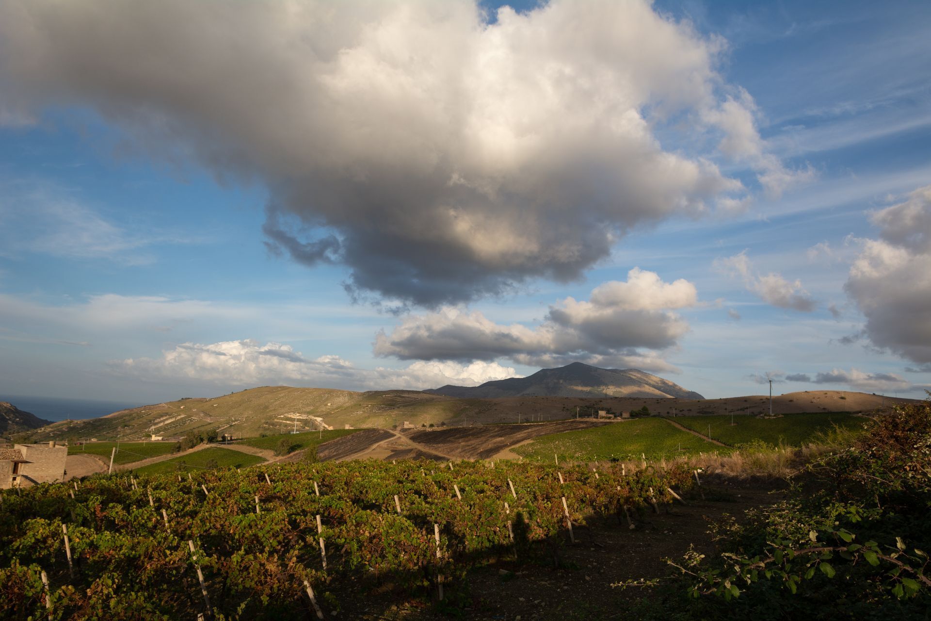 Multiple vineyard blocks across a wine estate property