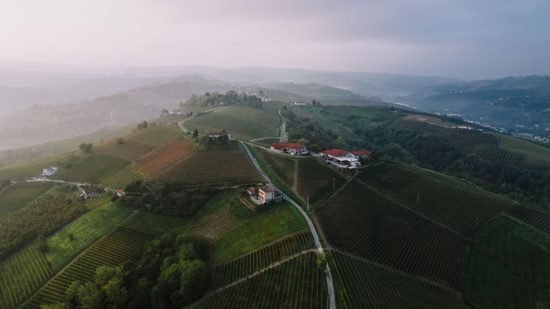 Vineyard rows at sunrise