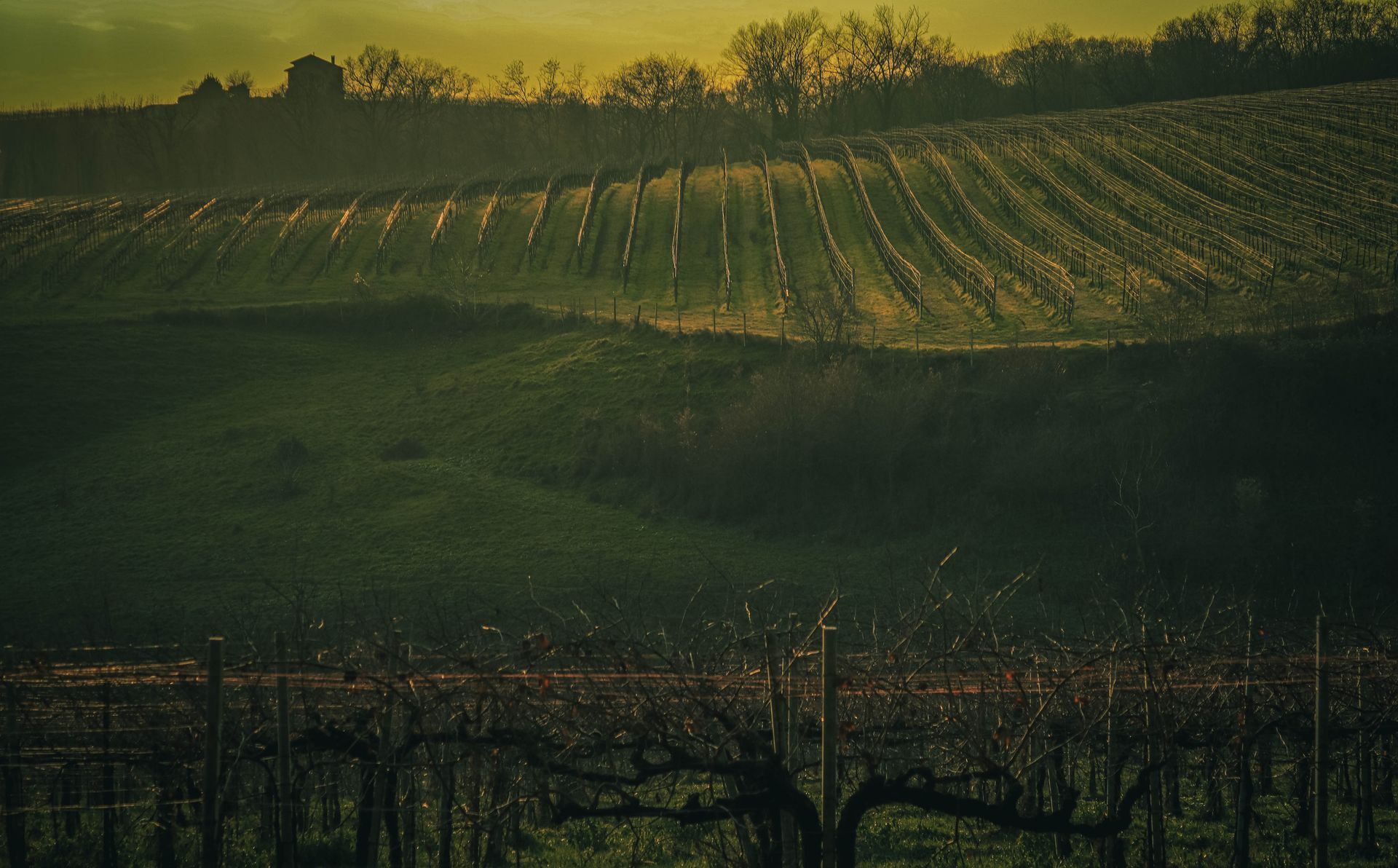 Vineyard at dusk, reviewing the season's performance